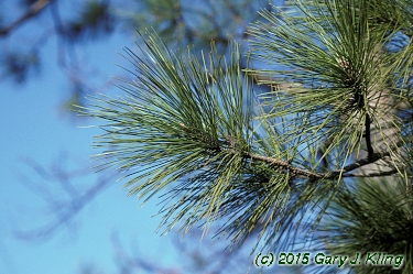 Pinus resinosa