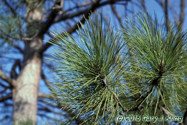 Pinus resinosa