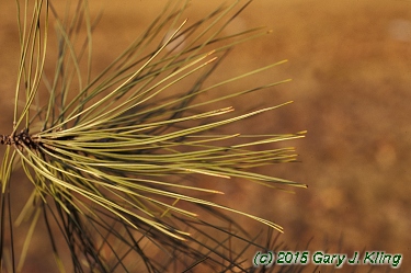 Pinus resinosa