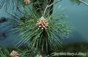 Pinus resinosa