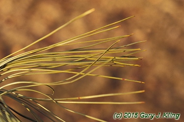 Pinus resinosa