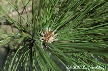 Pinus resinosa