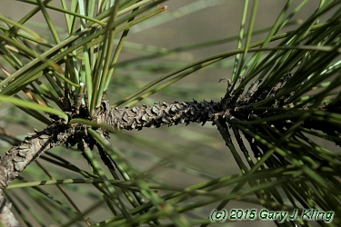 Pinus resinosa