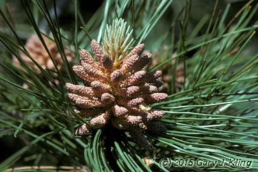 Pinus resinosa
