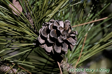 Pinus resinosa