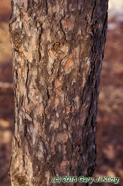Pinus resinosa