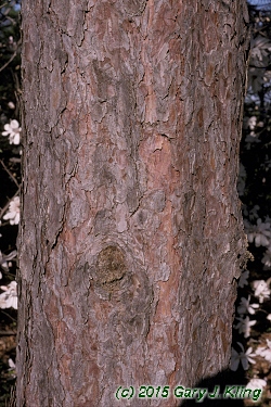 Pinus resinosa
