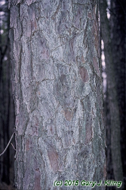 Pinus resinosa