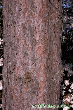 Pinus resinosa