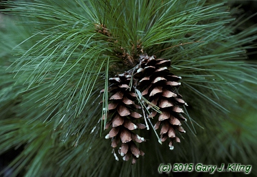 Pinus strobus