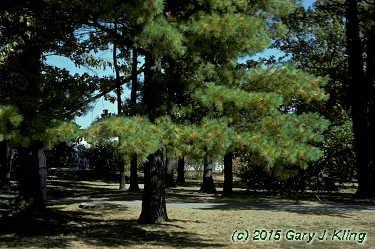 Pinus strobus