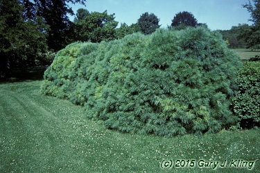 Pinus strobus