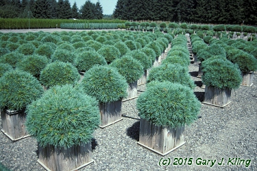 Pinus strobus 'Blue Shag'
