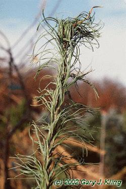 Pinus strobus 'Contorta'