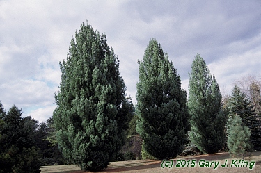 Pinus strobus 'Fastigiata'