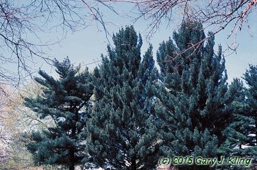 Pinus strobus 'Fastigiata'