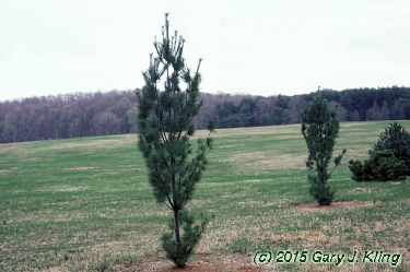 Pinus strobus 'Fastigiata'
