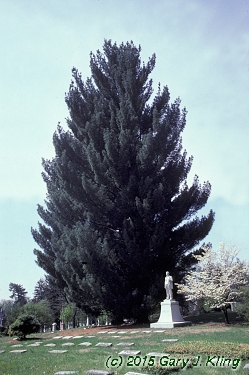 Pinus strobus 'Fastigiata'