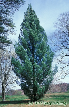 Pinus strobus 'Fastigiata'