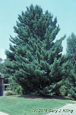 Pinus strobus 'Fastigiata'