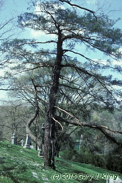 Pinus sylvestris
