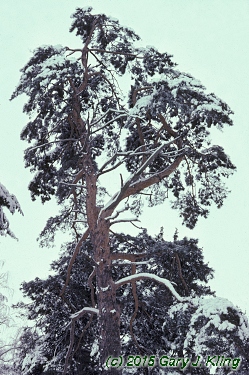 Pinus sylvestris