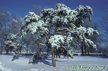 Pinus sylvestris