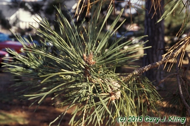 Pinus sylvestris