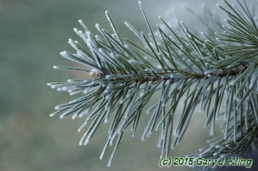 Pinus sylvestris