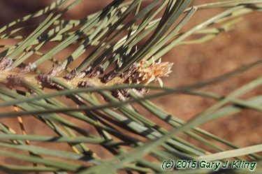 Pinus sylvestris