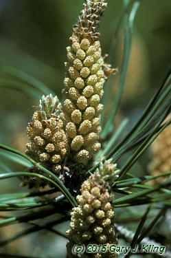 Pinus sylvestris