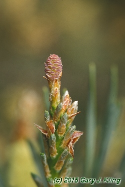 Pinus sylvestris