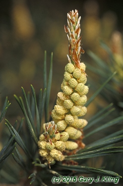 Pinus sylvestris
