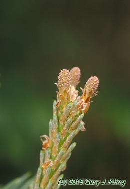 Pinus sylvestris