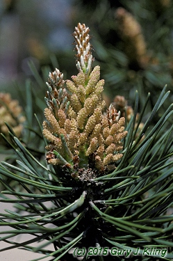 Pinus sylvestris
