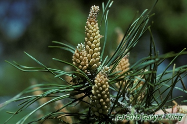 Pinus sylvestris