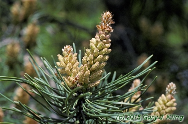 Pinus sylvestris