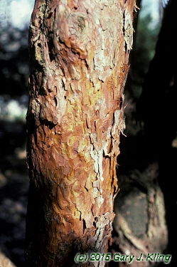 Pinus sylvestris