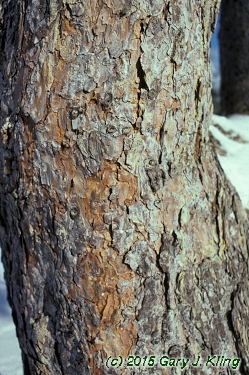 Pinus sylvestris