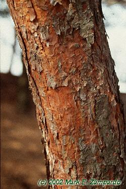 Pinus sylvestris
