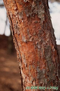 Pinus sylvestris
