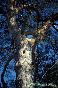 Pinus sylvestris