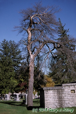 Pinus sylvestris