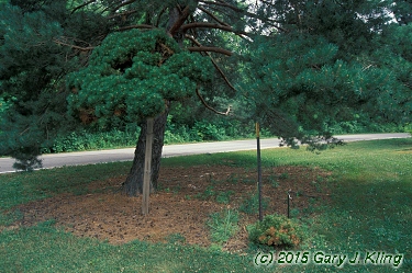 Pinus sylvestris