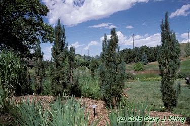 Pinus sylvestris 'Fastigiata'