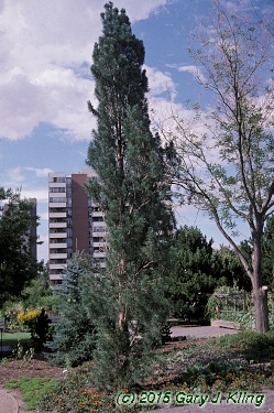Pinus sylvestris 'Fastigiata'