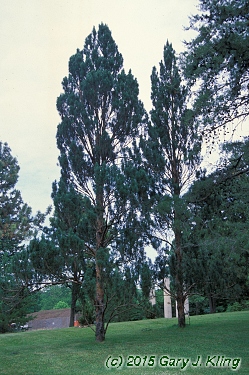 Pinus sylvestris 'Fastigiata'