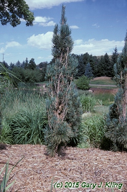 Pinus sylvestris 'Fastigiata'