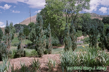 Pinus sylvestris 'Fastigiata'