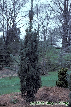 Pinus sylvestris 'Fastigiata'